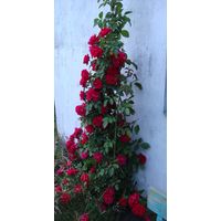 Роза плетистая красно - малиновая взрослое растение