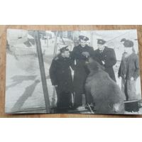 Фото кормления моряками медведя. 7х12 см.