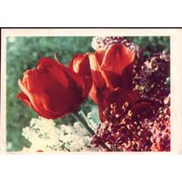 1967 год Сирень и тюльпаны