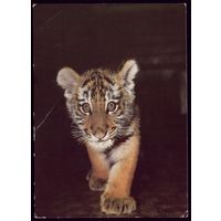 1987 год Амурский тигрёнок