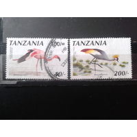 Танзания Птицы