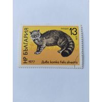 Болгария  1977  дик.кошка