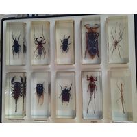 Коллекция настоящих насекомых + журналы