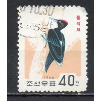 Птицы Дятел КНДР 1966 год 1 марка