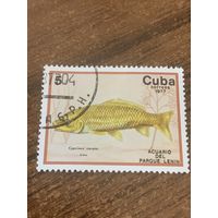 Куба 1977. Рыбы. Cyprinus carpio. Марка из серии
