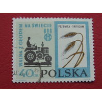 Польша. Пшеница.