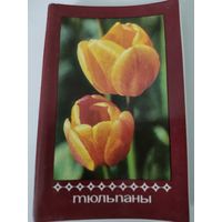 Набор из 30 открыток "Тюльпаны" 1975