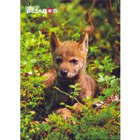 Беларусь 2022 посткроссинг фауна волк