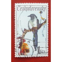 Чехословакия. Птицы. ( 1 марка ) 1972 года. 8-8.
