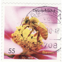 Медоносная пчела  2010 год