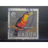 Эквадор, 1958. Большой тукан