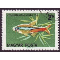 Тропические рыбы Венгрия 1962 год 1 марка