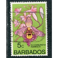Барбадос. Флора. Орхидея пафионедилум