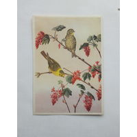 Птичка вьюрок канареечный открытка ГДР   10х15 см
