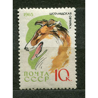Собаки. Шотландская овчарка. 1965. Чистая