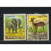Португалия Колонии Ангола 1953 Слон Импала Стандарт #370,373