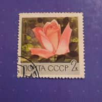 СССР 1969. Роза Ясная поляна