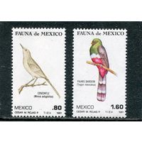 Мексика. Фауна. Птицы