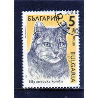 Болгария.Ми-3808.Европейский домашний кот (Felis silvestris catus). Серия: Кошки. 1989.