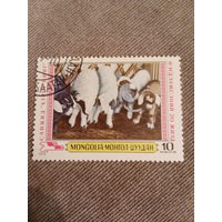Монголия 1979. Овцы
