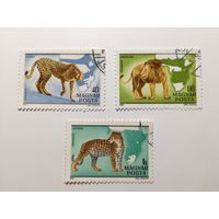 Венгрия 1981.  Африканская фауна - 100-летие со дня рождения Калмана Киттенбергера