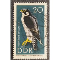 ГДР 1967, Охраняемые птицы