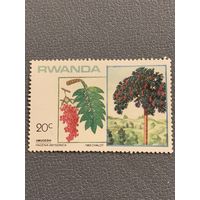 Руанда 1983. Флора. Hagenia Abyssinica