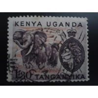 Кения Уганда Танганьика 1954 королева, слоны