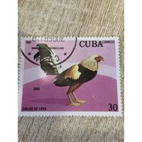 Куба 1981. Домашняя птица. Петух породы Giro. Марка из серии