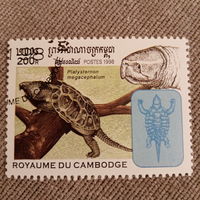 Камбоджа 1998. Черепахи. Platysternon megacephalum