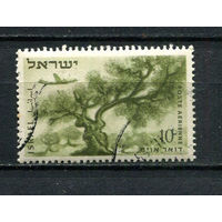 Израиль - 1953/1954 - Оливковое дерево и самолет 10Р - [Mi.80] - 1 марка. Гашеная.  (LOT EQ8)-T10P44