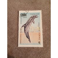 Куба 1984. Дельфин. Stenella plagiodon