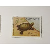 Куба 1983. Черепахи