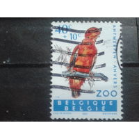 Бельгия 1962 Птица