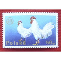 Польша. Домашние животные. ( 1 марка ) 1975 года. 9-1.