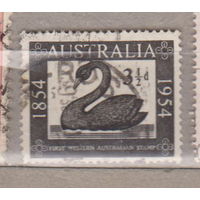 100-летие первой западноавстралийской марки Австралия 1954 год лот 1 фауна Лебедь Птицы