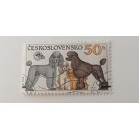 Чехословакия 1990. Собаки.