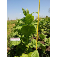Семена Табак Black Mammoth (Семян в 1 навеске 100 шт)