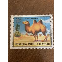 Монголия 1971. Верблюд. Марка из серии
