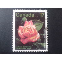 Канада 1981 роза