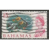 Багамы. Королева Елизавета II. Аквариум. 1967г. Mi#266.