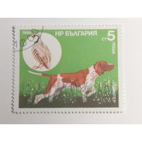 Болгария 1985. Охотничьи собаки