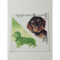Гвинея 1977. Собаки. Тет-беш