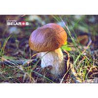 Беларусь 2022 посткроссинг грибы боровик флора