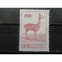 Перу, 1953. Лама Викунья
