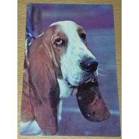 Календарик 1991 Собаки. Бассет