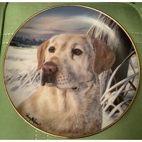 Тарелка коллекционная Собака Лабрадор Англия винтаж