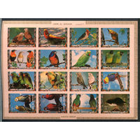Умм-эль-Кайвайн - 1972г. - Птицы, попугаи - полная серия, MNH [Mi 1242 B - 1257 B] - 16 марок - лист