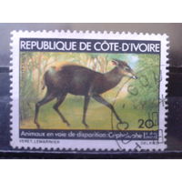 Кот-д*Ивуар 1979 Фауна