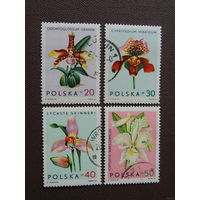 Польша 1965. Орхидеи